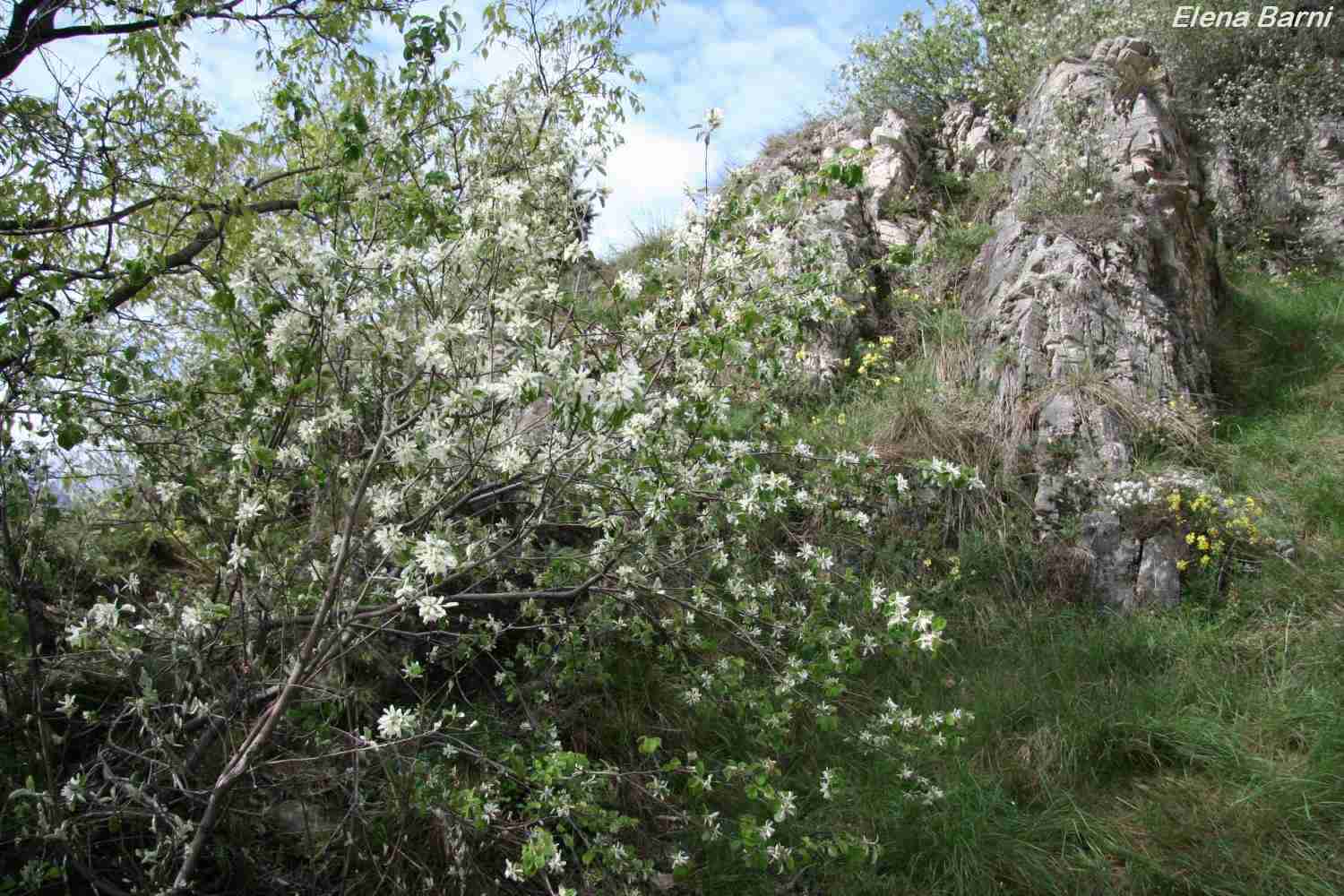 Amelanchier ovalis (Orrido di Foresto-Valle di Susa)