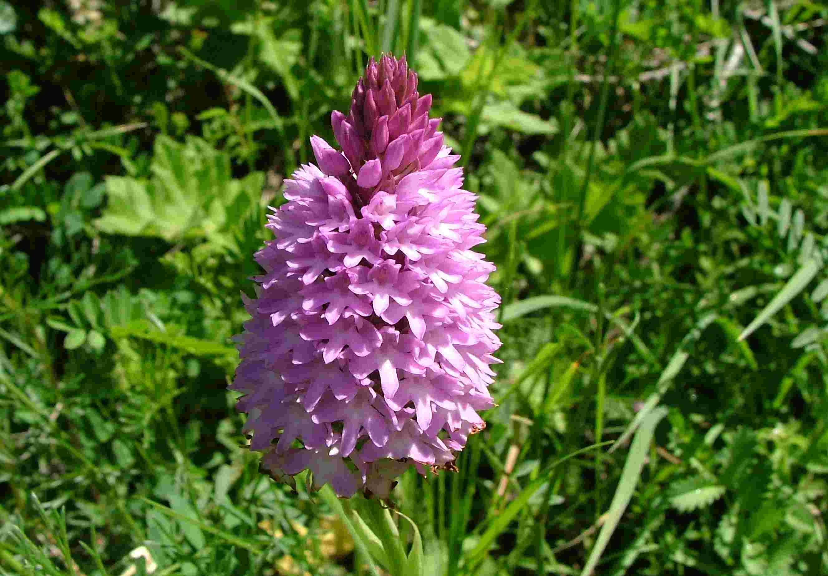 Anacamptis pyramidalis