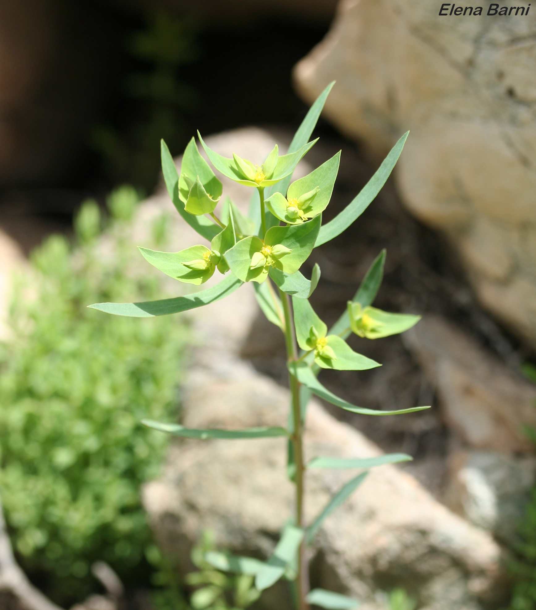 Euphorbia exigua