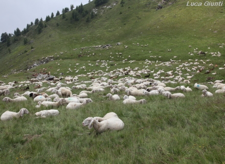 Sheep flock