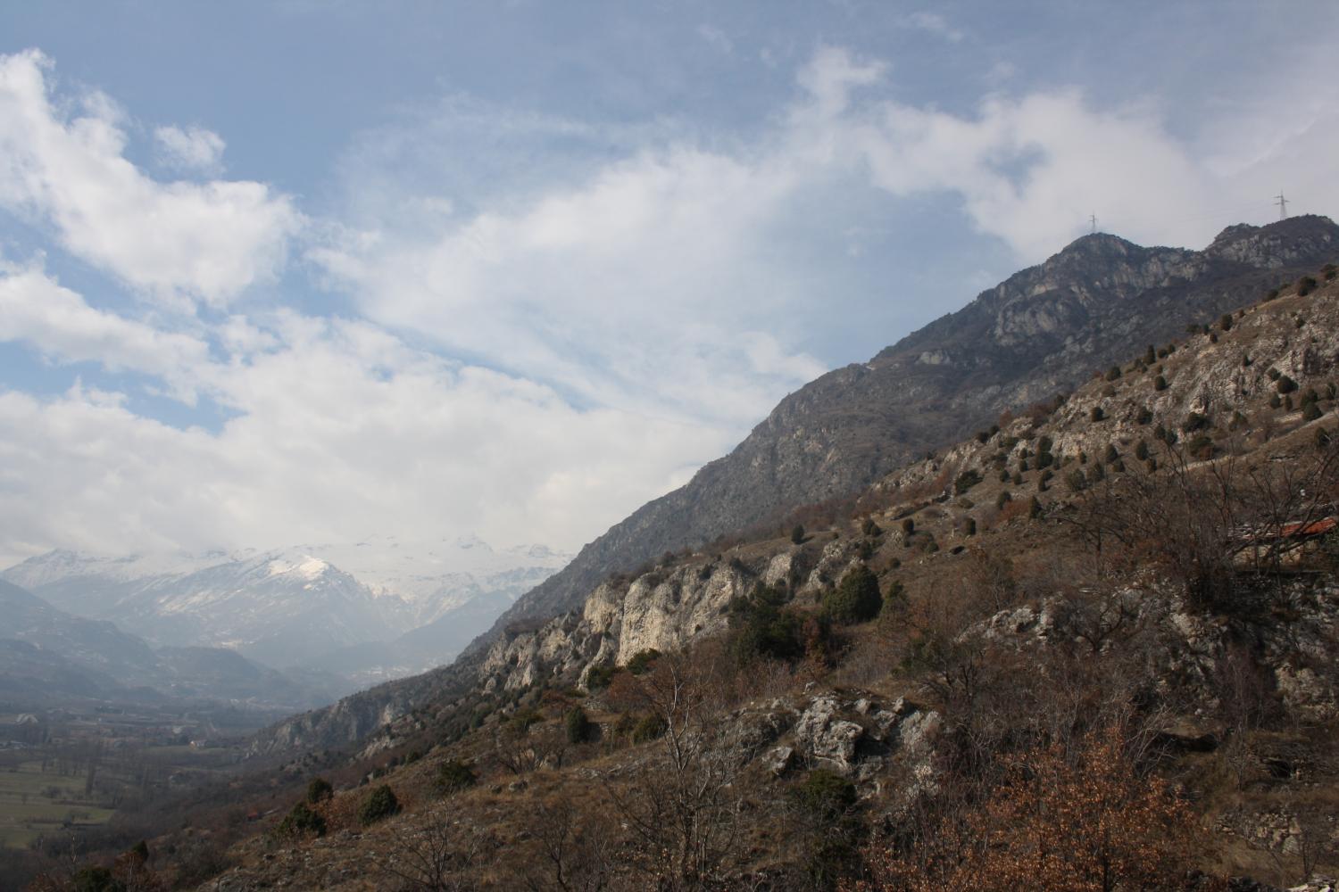 Juniperus oxycedrus (Orrido di Foresto-Val di Susa)