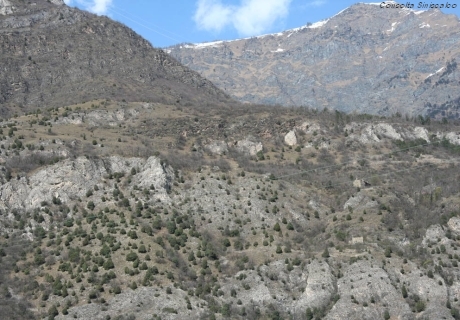 Vertiente con Juniperus oxycedrus (Orrido di Foresto-Valle di Susa)