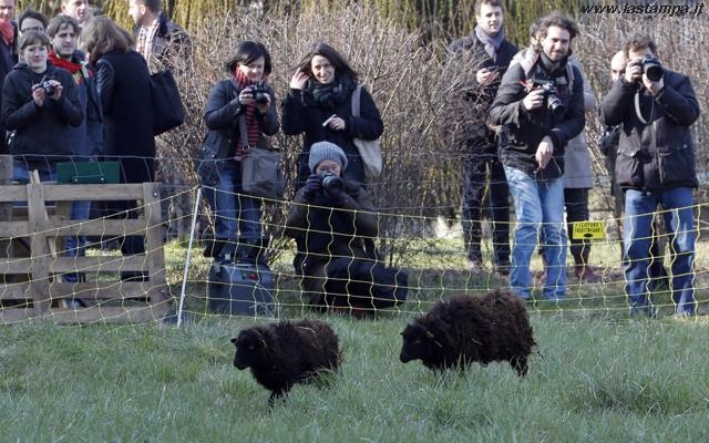 Sheep service flock at Paris (www.lastampa.it)