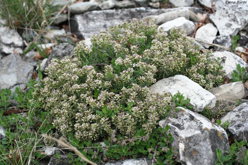 Iberis saxatilis