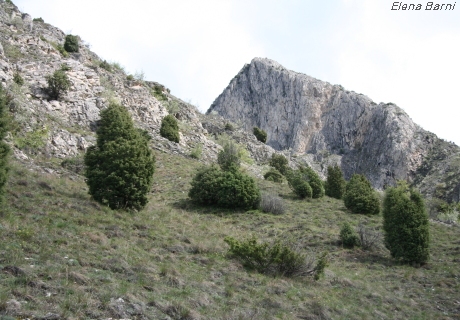 Juniperus oxycedrus ssp. oxycedrus (Orrido di Foresto-Valle di Susa)